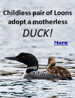 Though natural rivals to ducks, a pair of loons on a lake in northern Wisconsin has adopted a duckling that became separated from its mother.